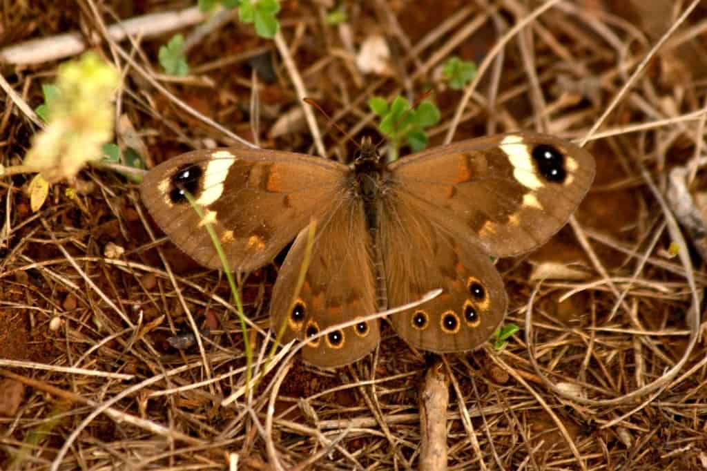 brown butterfly