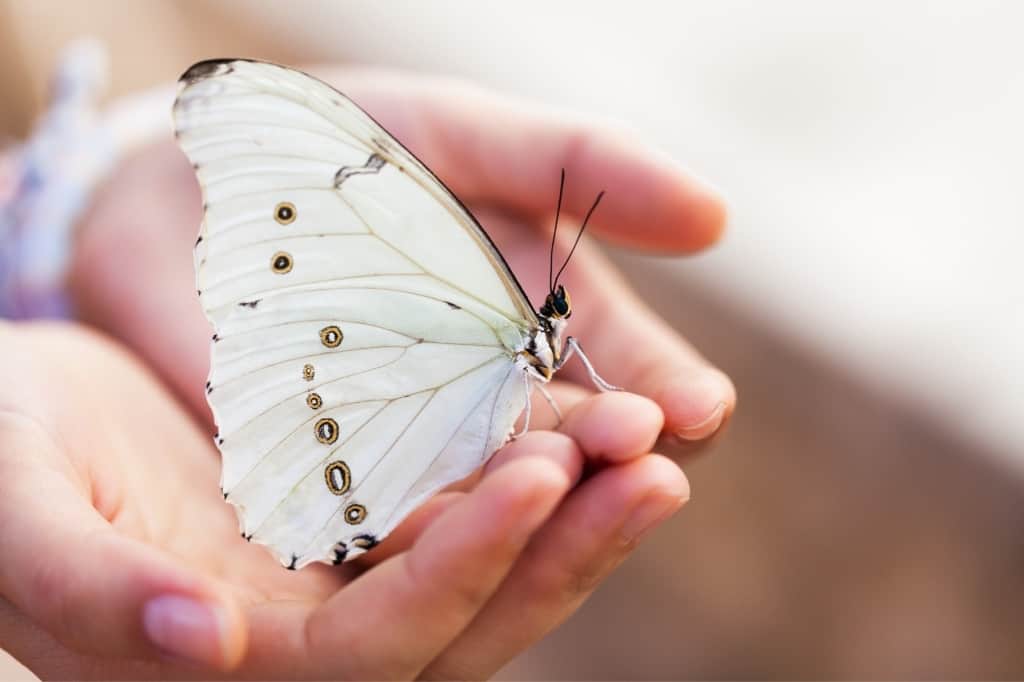 white butterfly