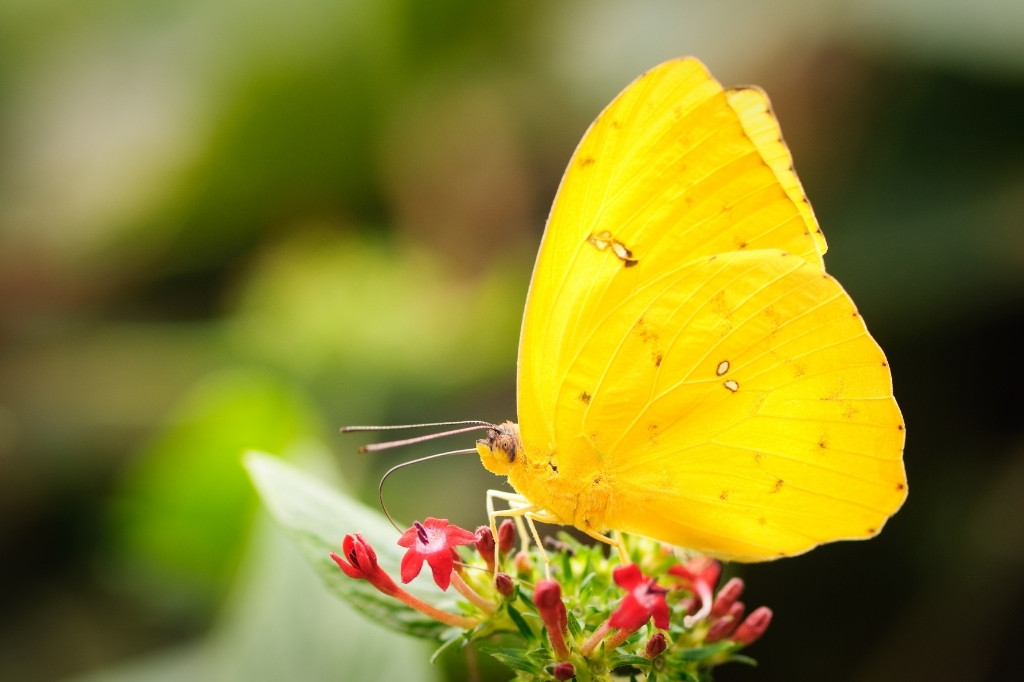 yellow butterfly meaning