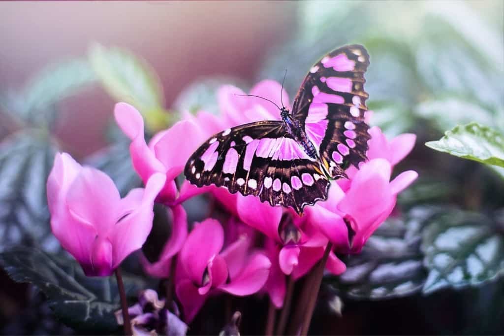 pink butterfly meaning