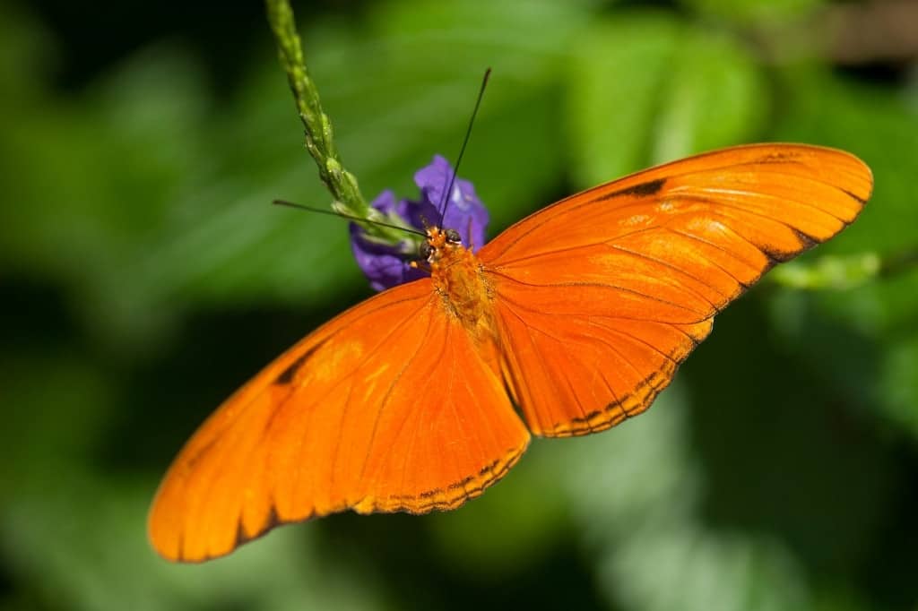 orange butterfly