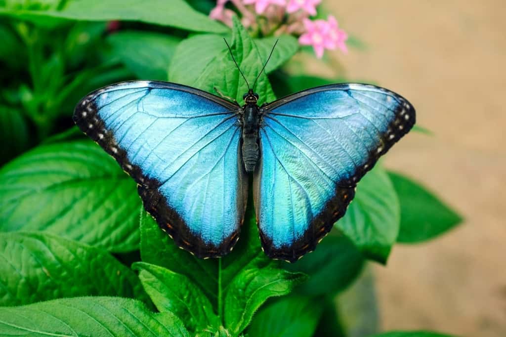 blue butterfly