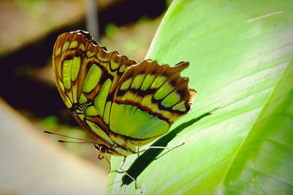 Butterfly Colors Meanings And Symbolism TheColorsMeaning Butterfly Colors Meanings And Symbolism TheColorsMeaning