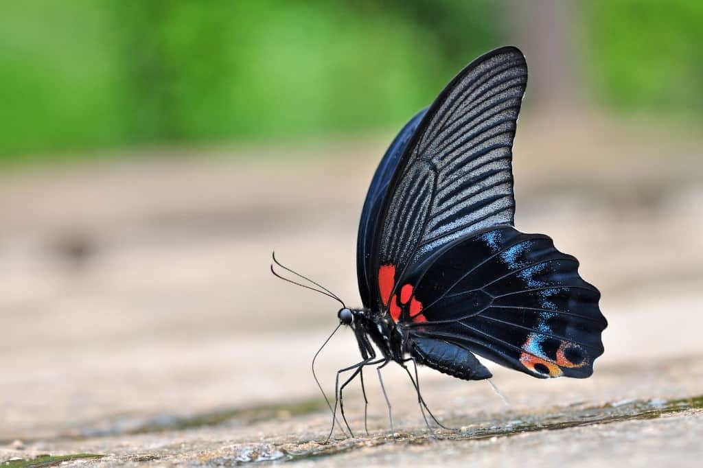 Butterfly Colors Meanings And Symbolism TheColorsMeaning Butterfly Colors Meanings And Symbolism TheColorsMeaning