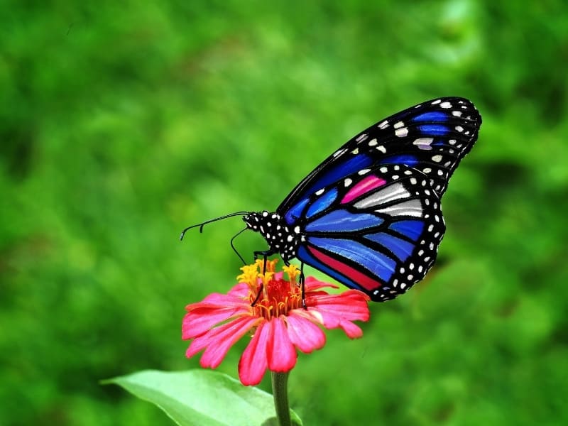 colored butterfly