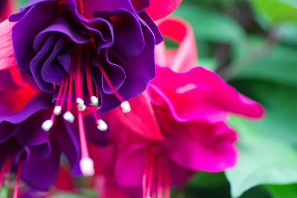 Fuschia flower