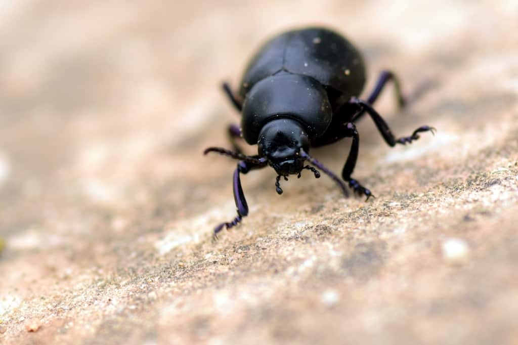 African black beetle