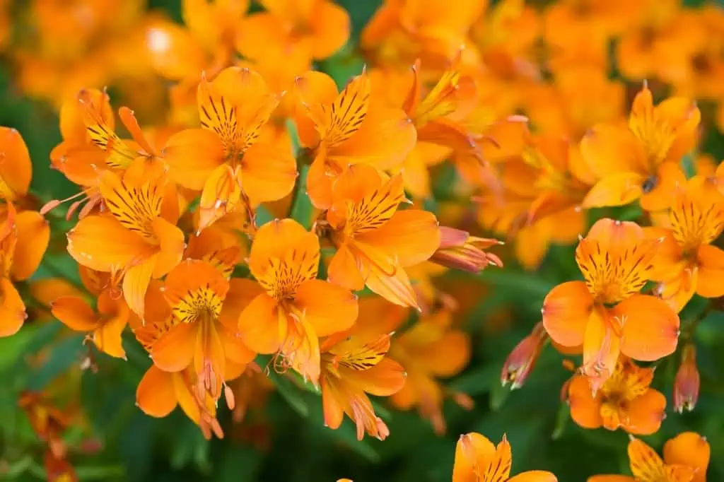 Orange alstroemeria