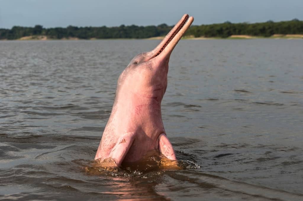 Amazon River Dolphin