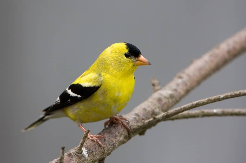 American Goldfinch