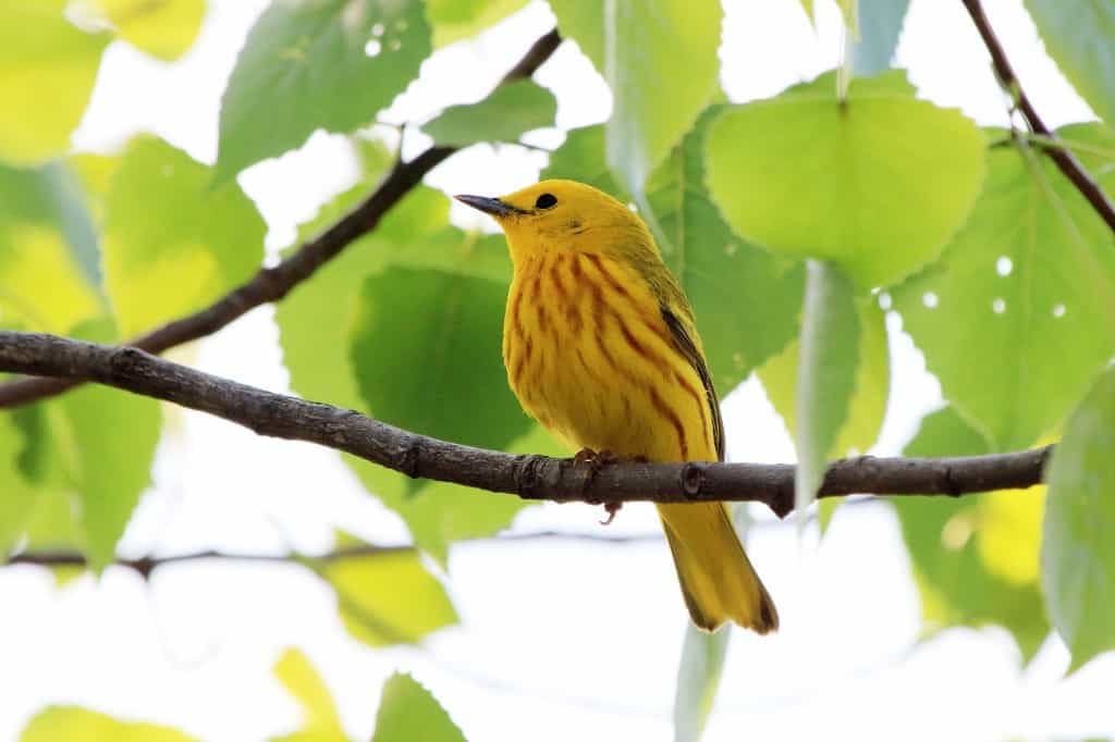 American Yellow Warbler