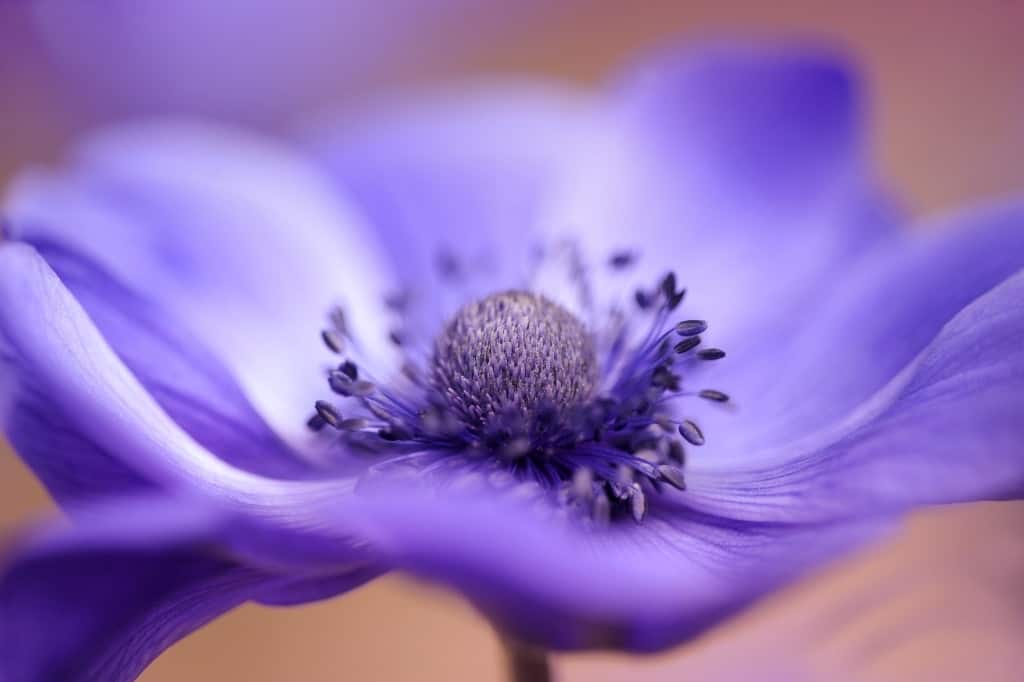 Purple anemone