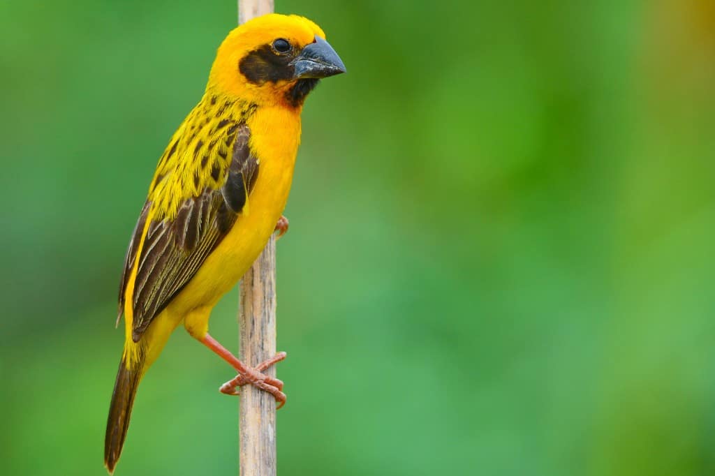 Asian Golden Weaver