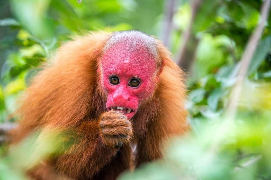 Bald uakari monkey