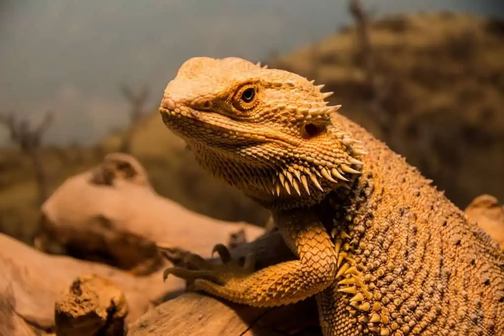 Bearded dragon