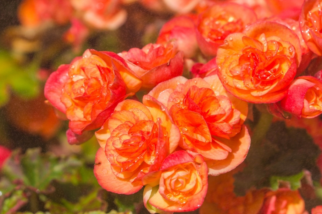 Orange begonia