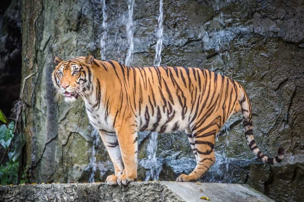 Bengal tiger in nature