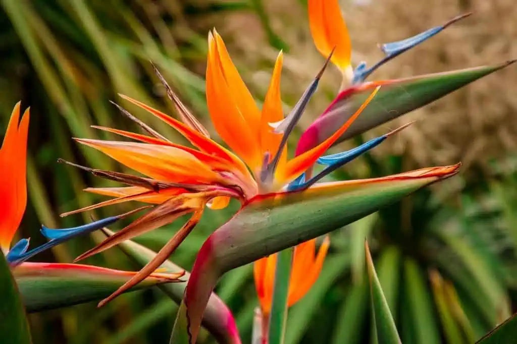 Bird of paradise flower