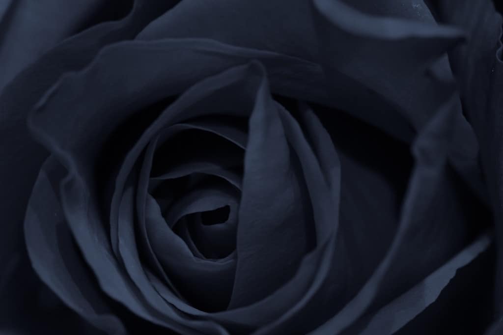 Black baccara rose