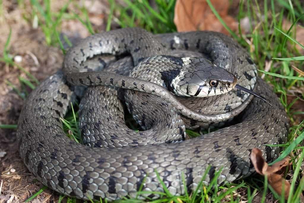 Black grass snake
