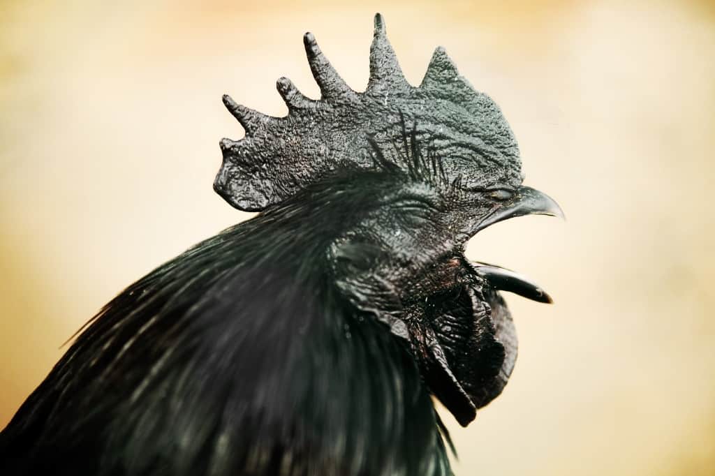 Black rooster Ayam Cemani