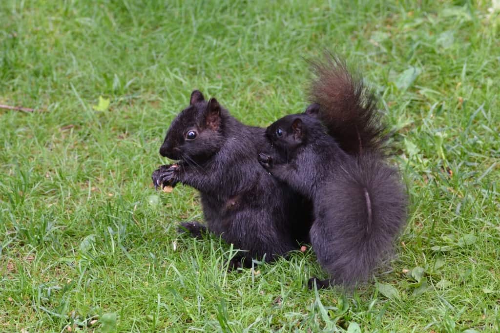 Black squirrels
