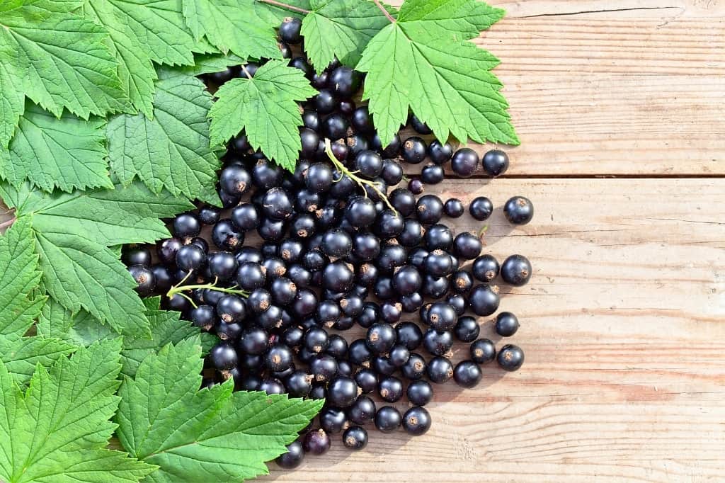 black currants