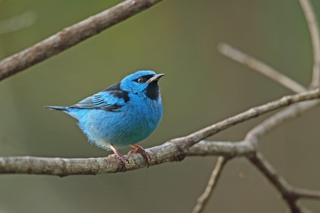 Blue Dacnis