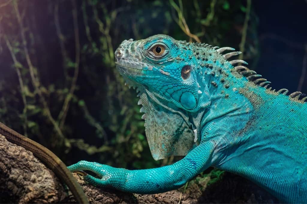 Blue Iguana