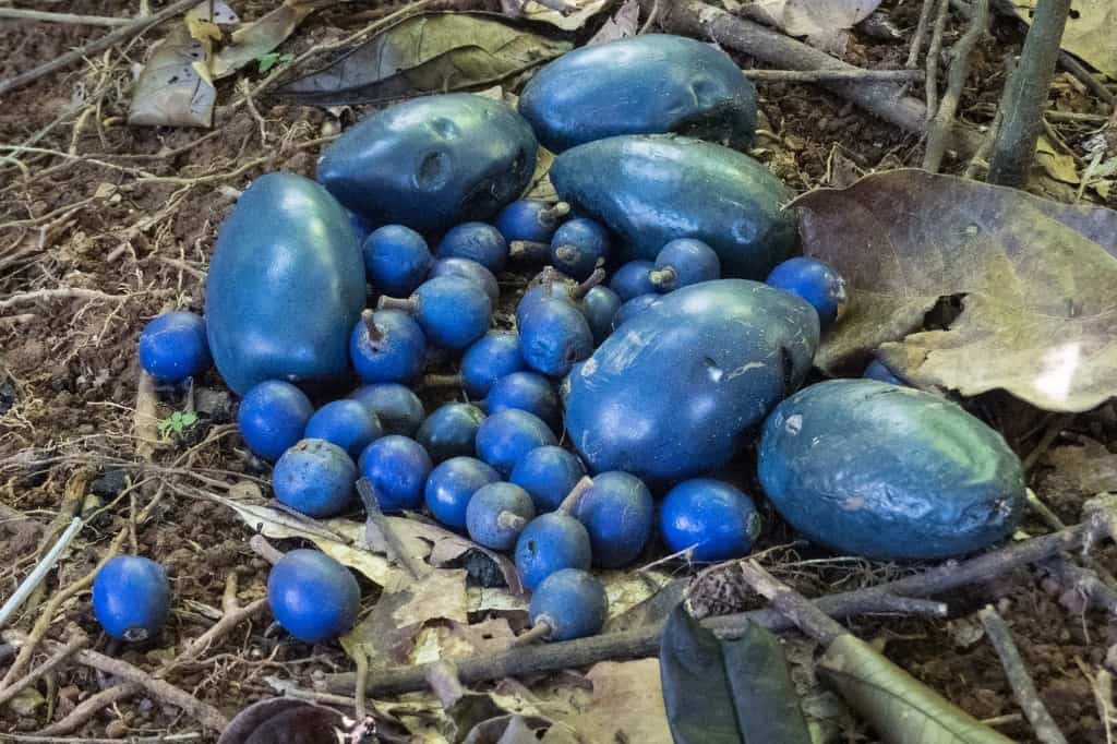 Blue Quandong fruits