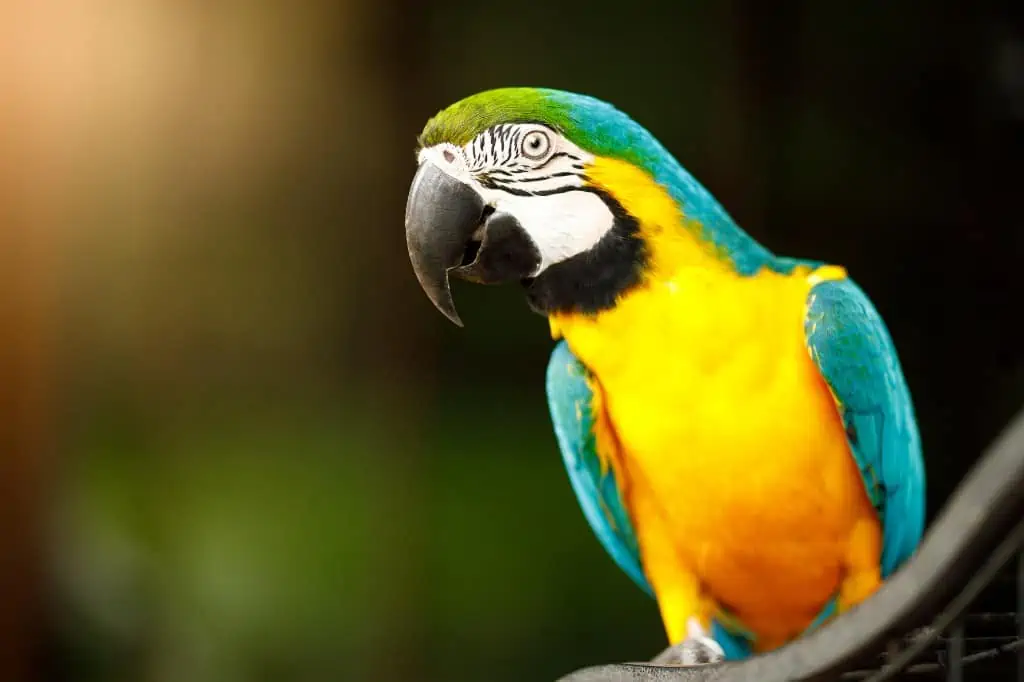 Blue and Yellow Macaw