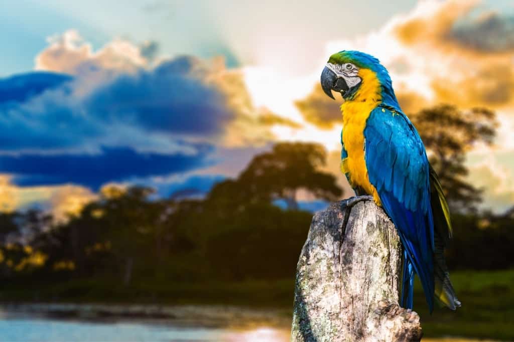 Blue and yellow macaw in nature