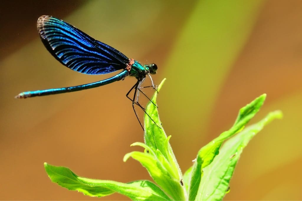 Blue damselfly