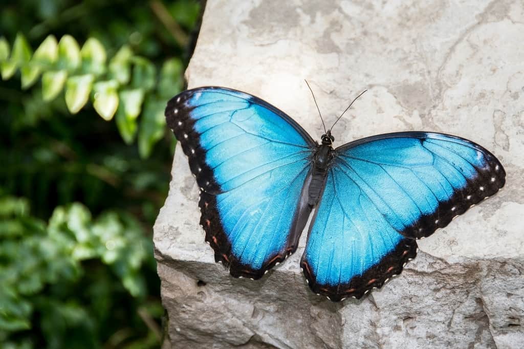 Blue Morpho butterfly