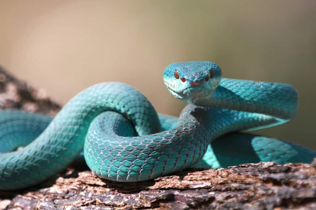 Blue racer snake