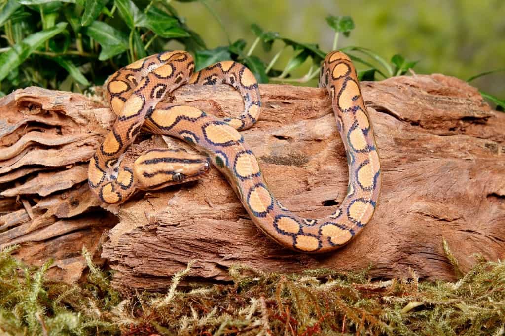 Brazilian rainbow boa