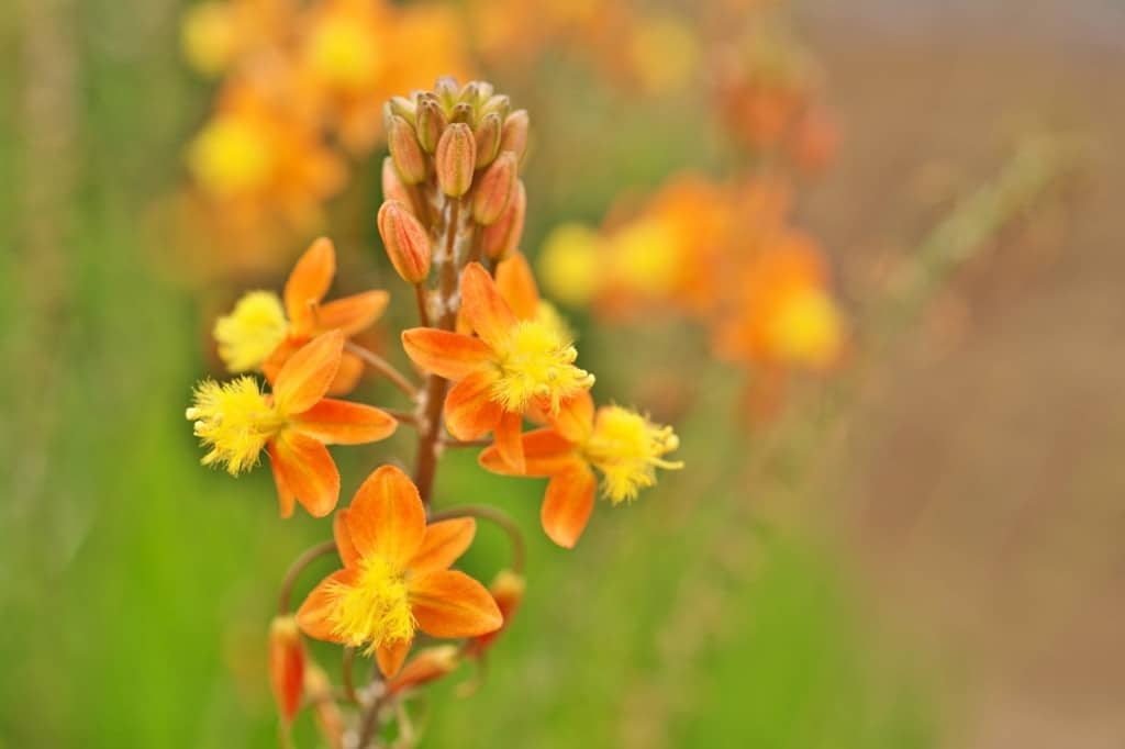 Orange bulbine