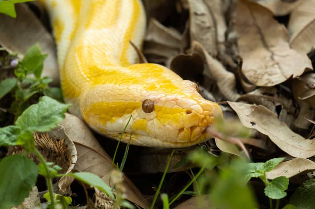 Burmese Python