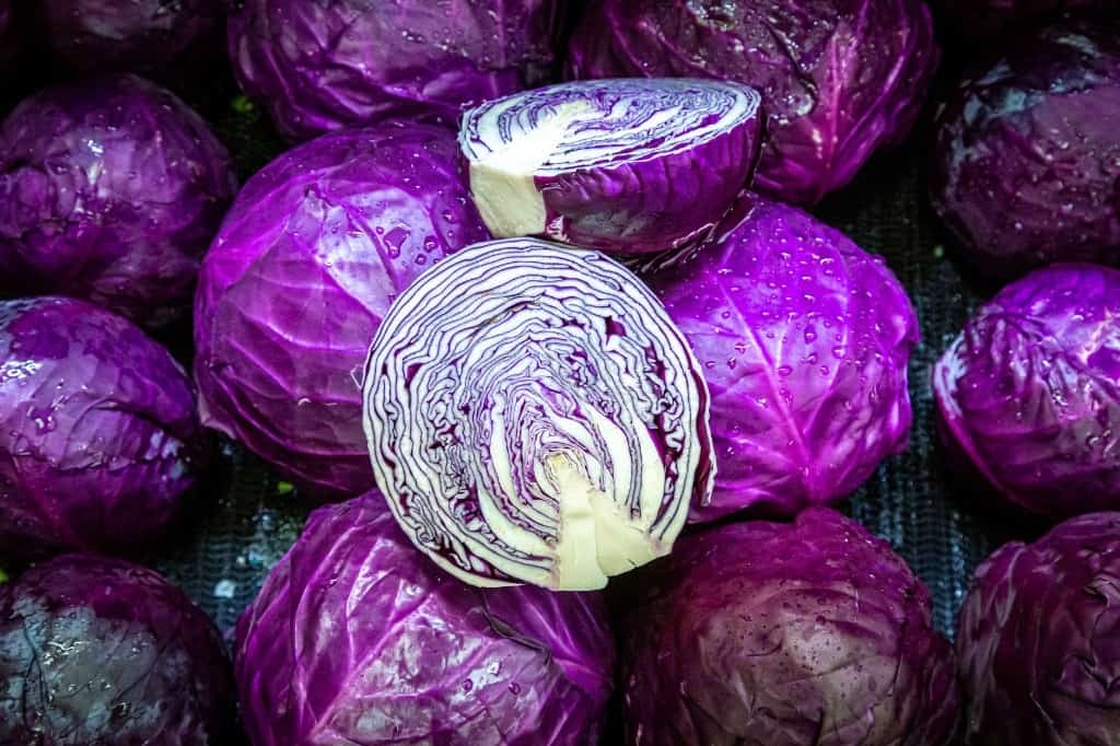 Purple cabbage