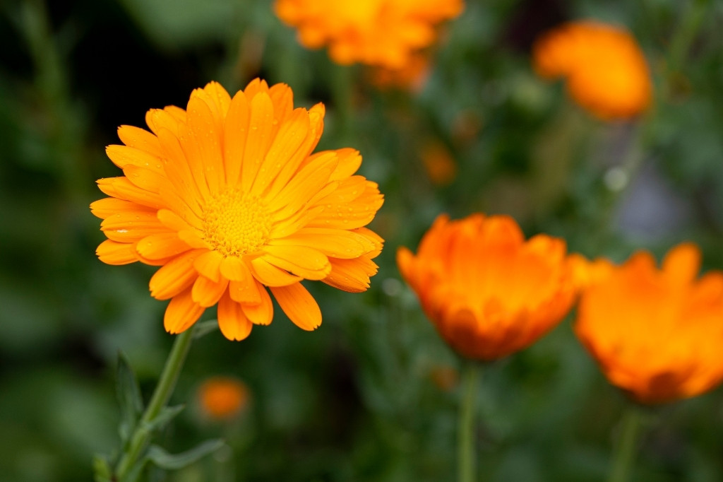 Orange calendula