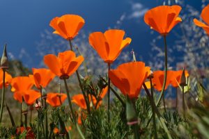 Orange Things: 60 Things That Are Orange In Nature