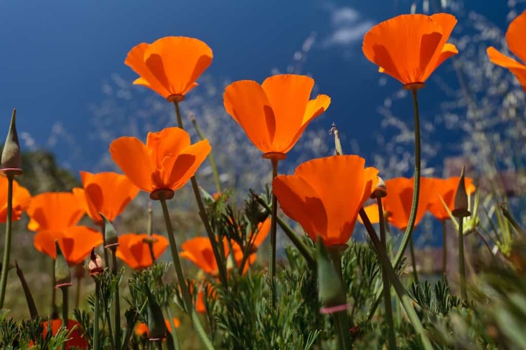 California Poppy flowers