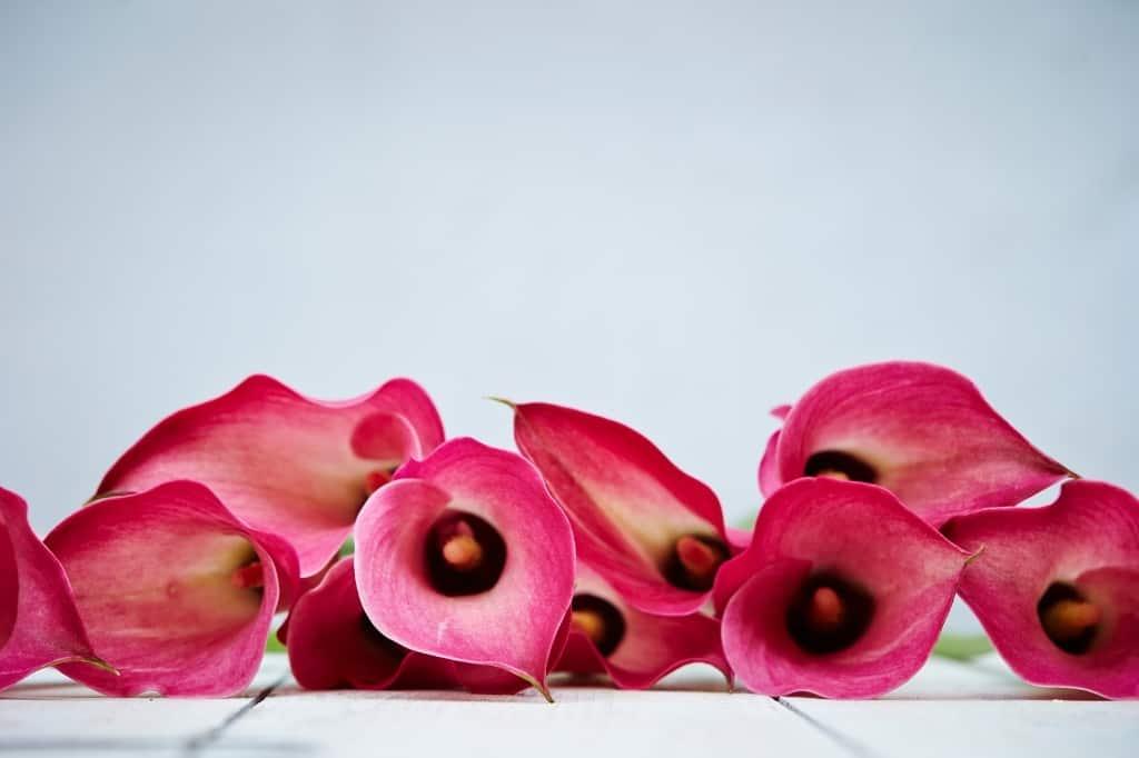 Calla lillies