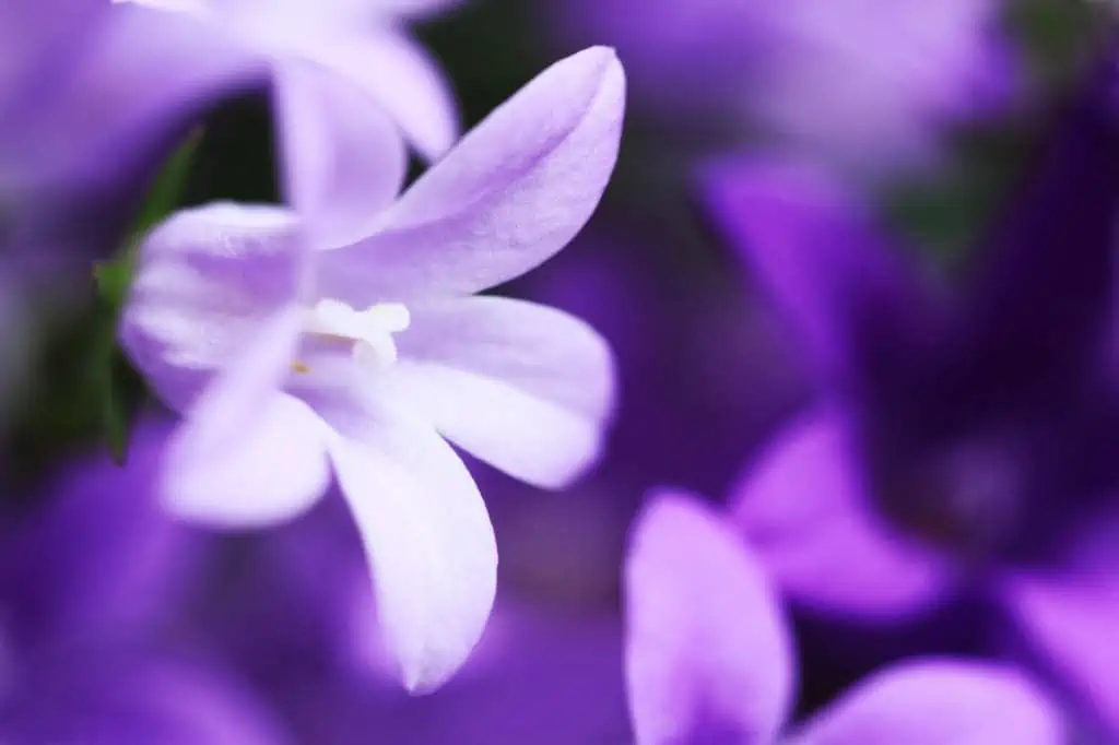 Bellflower Campanula