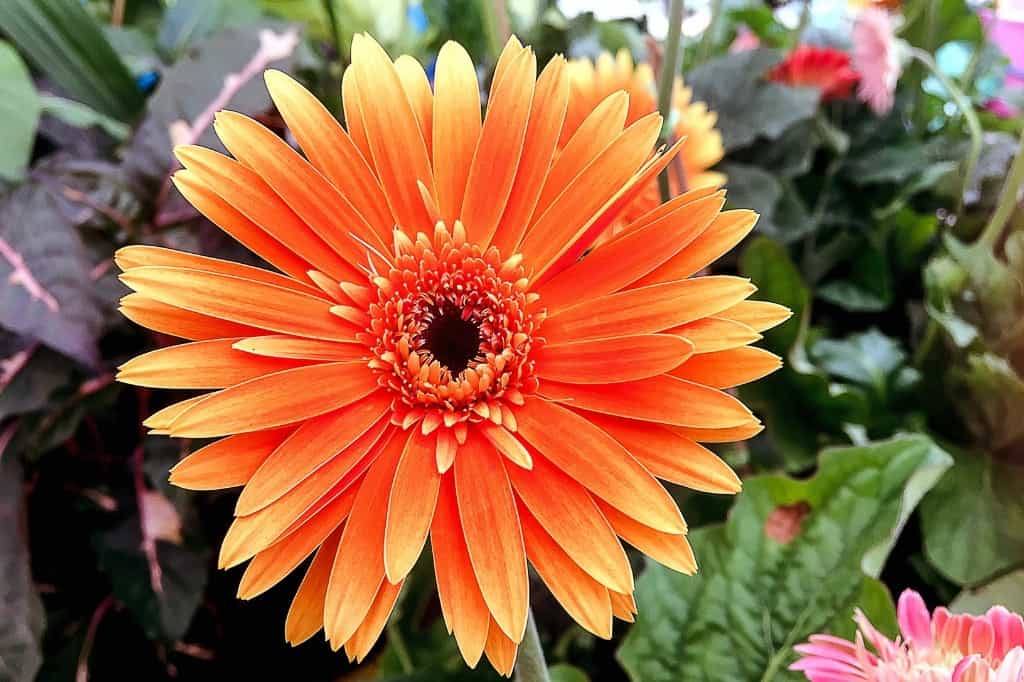 Orange chrysanthemum