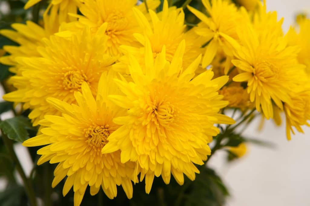 Yellow chrysanthemum