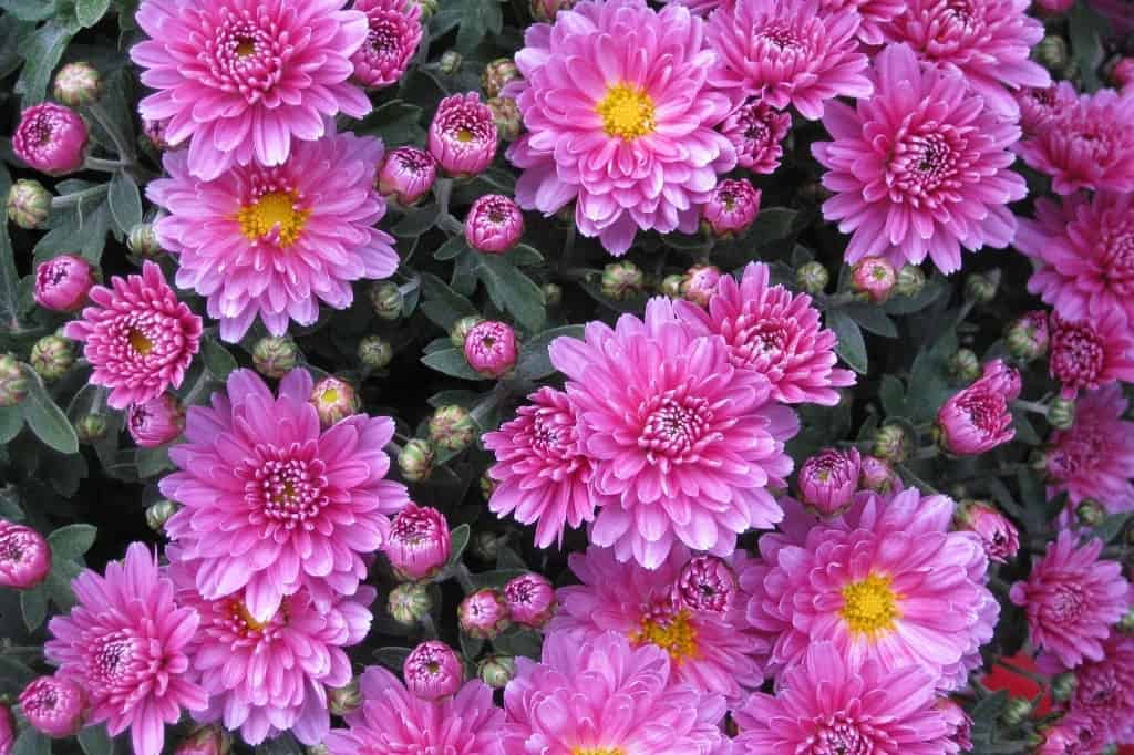 Pink chrysanthemums