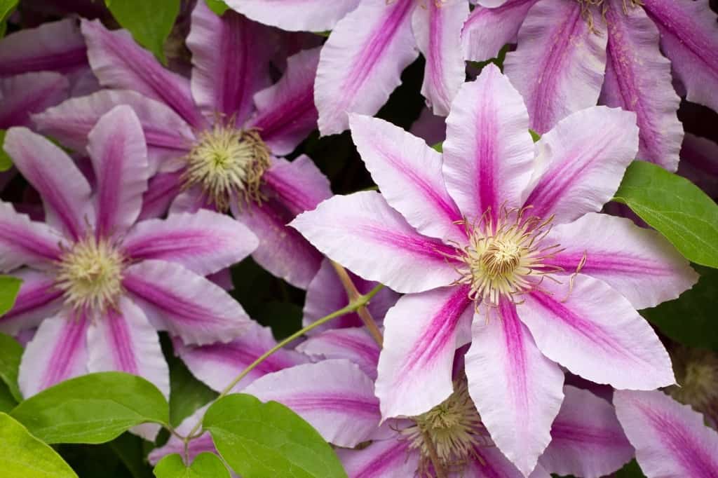 Clematis