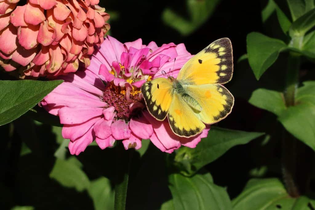 Clouded Sulphur