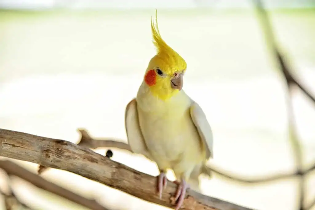 Cockatiel